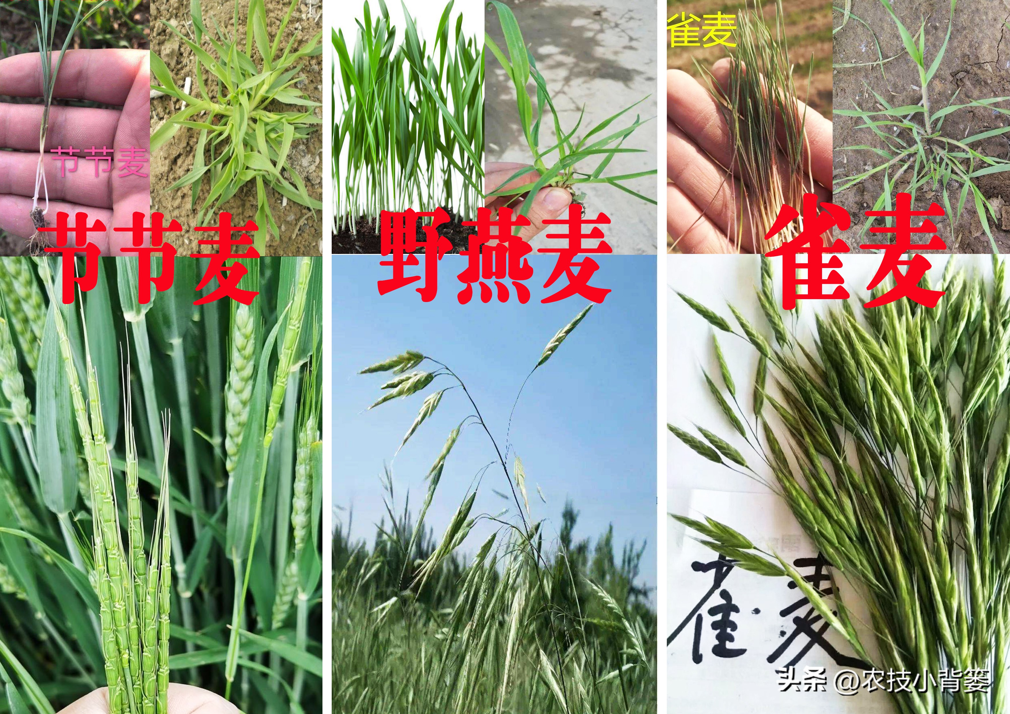 怎么解决小麦杂草问题,防治野麦子用什么药