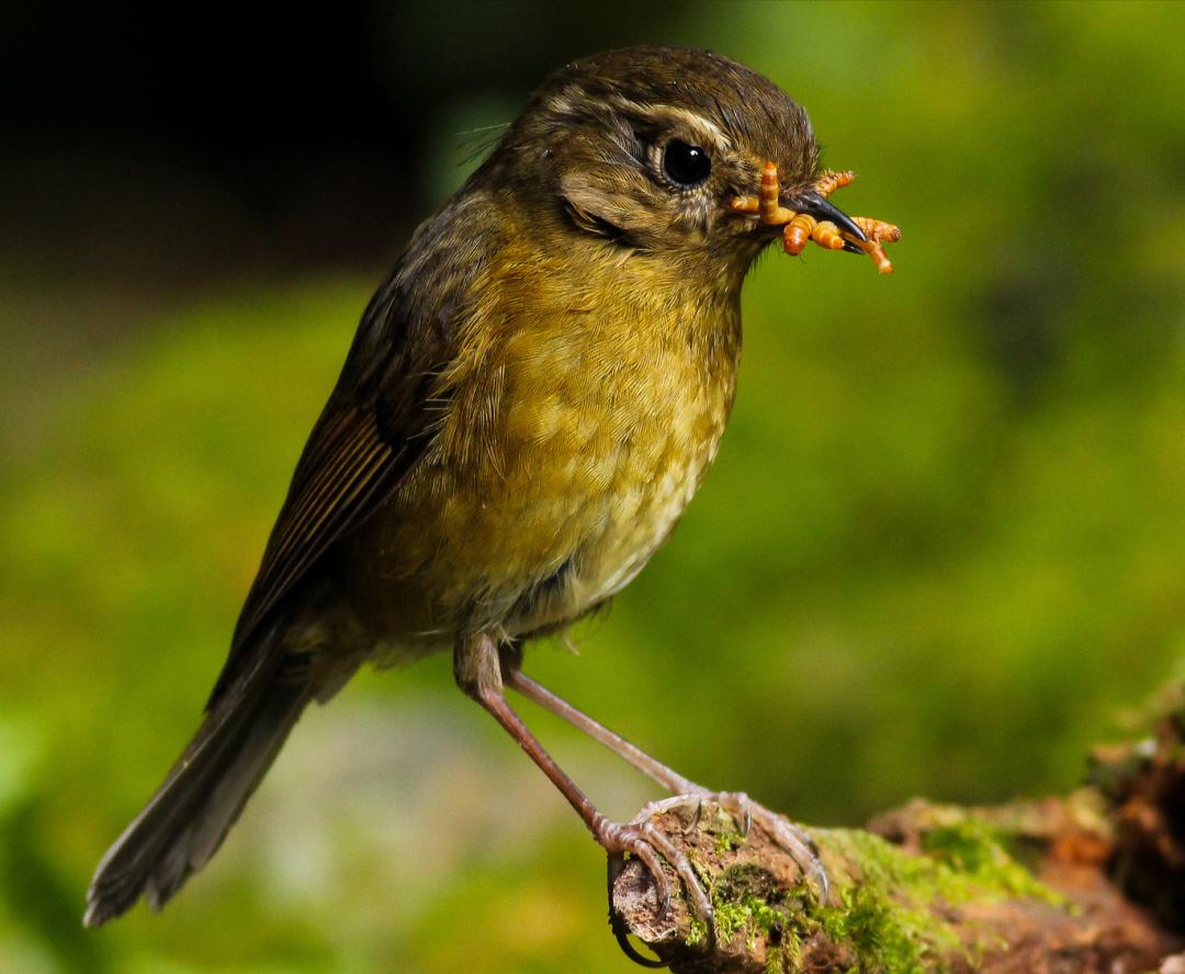 50张最佳鸟类摄影作品,鸟儿大全大图