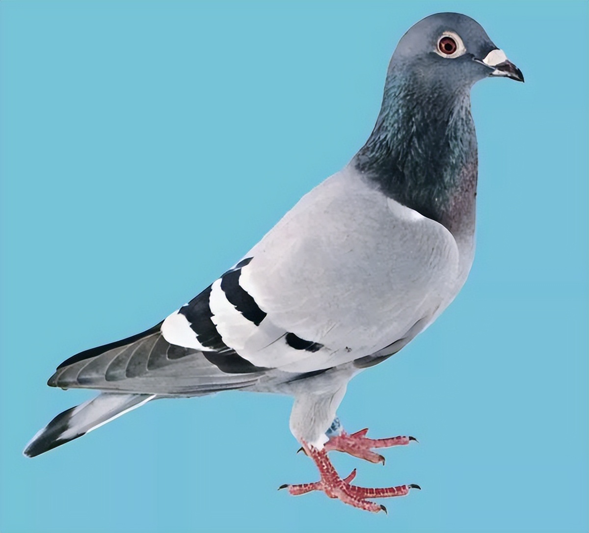 怎样培育自己的主力鸽,怎样从一窝鸽子挑出最好的狗