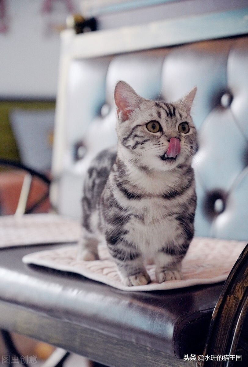 发情前绝育还是发情后绝育好,发情绝育好还是不发情绝育好