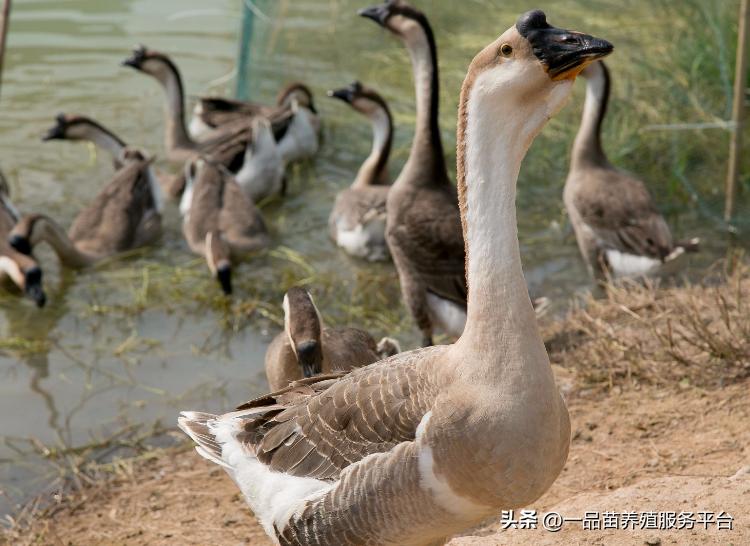 鹅价单日降幅超过26%，鸭价鹅价双双创下新低，水禽养殖业怎么了