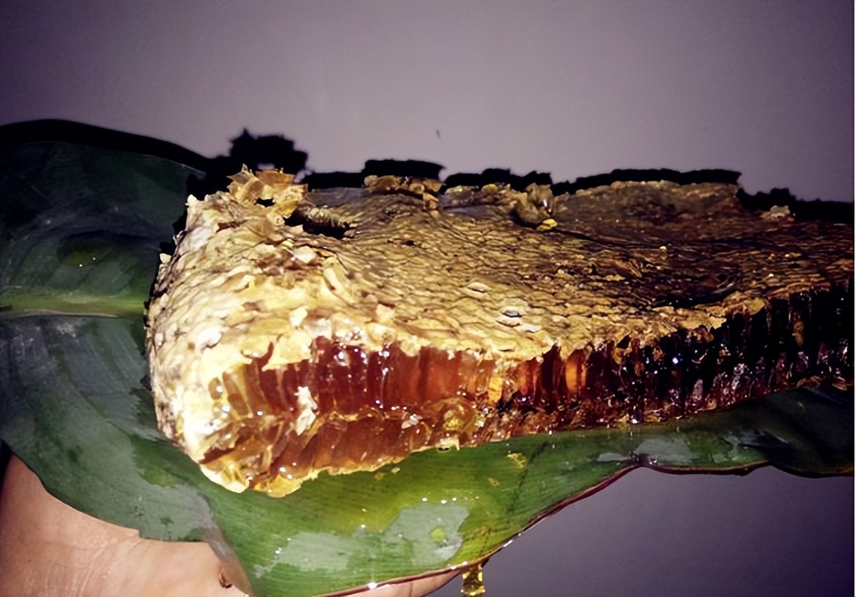 土蜂蜜原来是这样来的,土蜂蜜正常状态