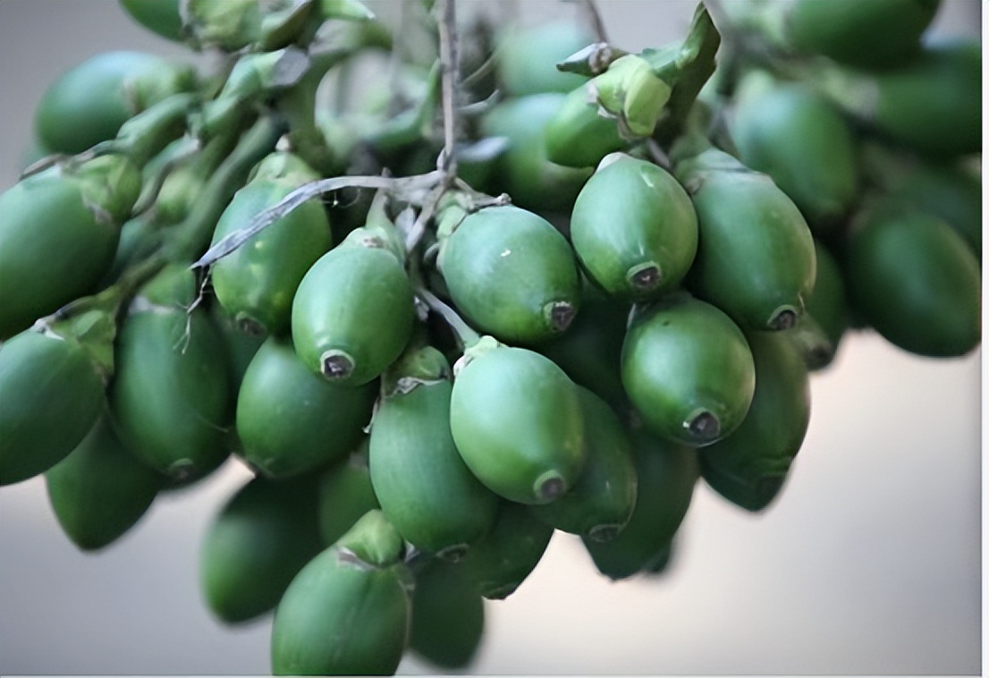 软性毒品槟榔的危害有哪些,害人害己的槟榔