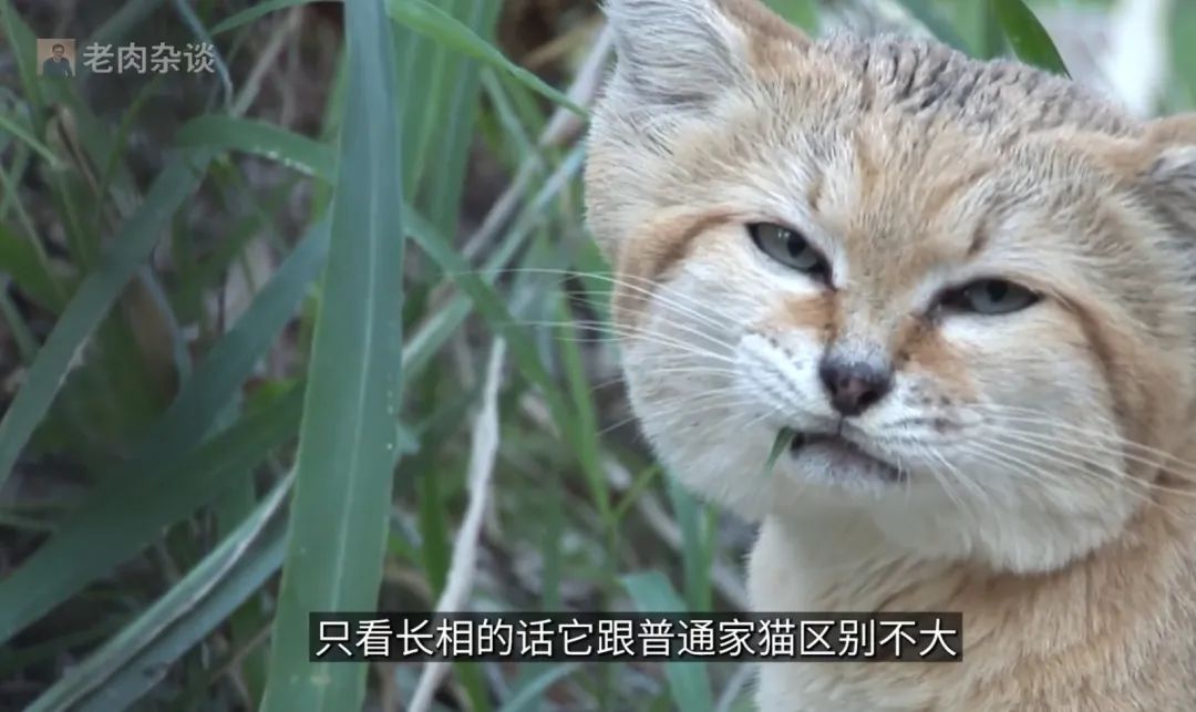 万万没想到，有一天，我们会被动物“教做人”！