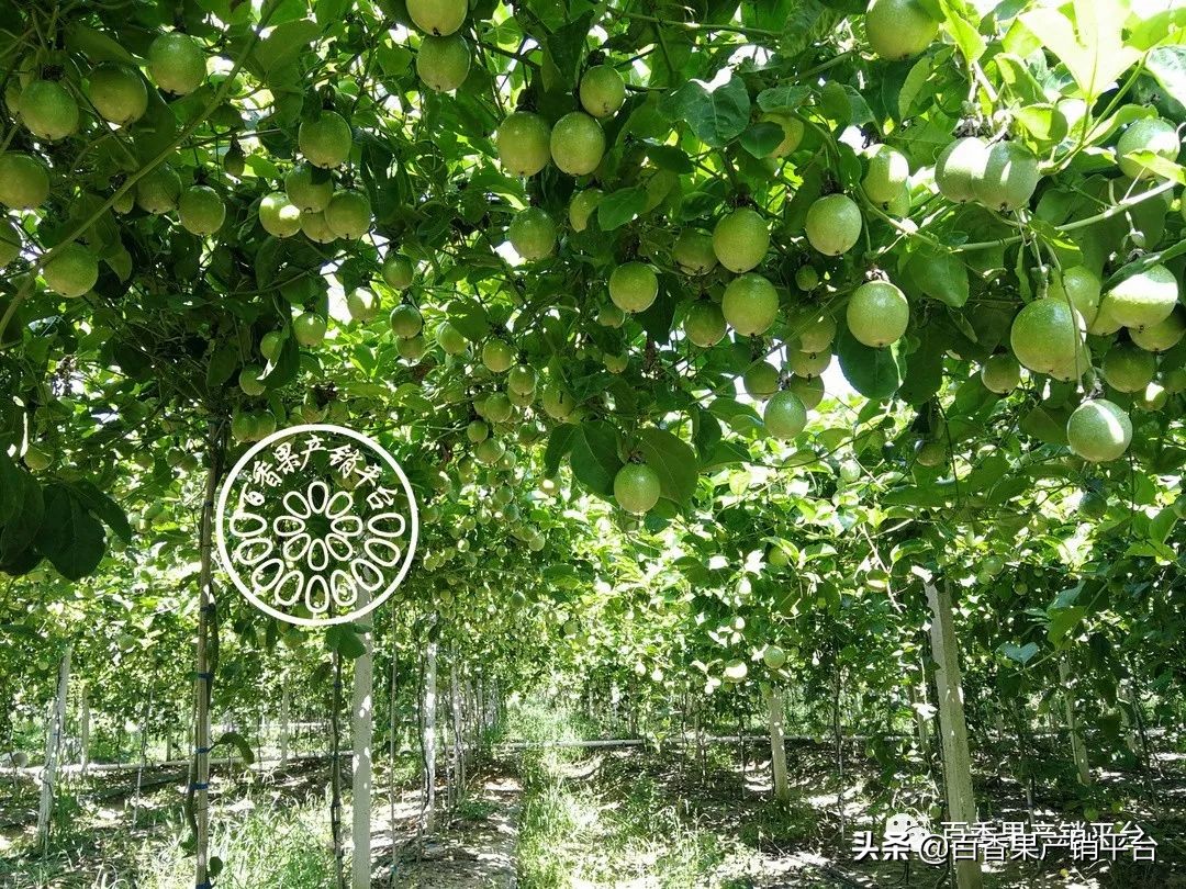 钦蜜9号百香果的藤是什么颜色,钦蜜9号黄金百香果市场分析