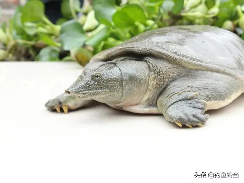 甲鱼咬手怎么让它松口,甲鱼咬手怎么办