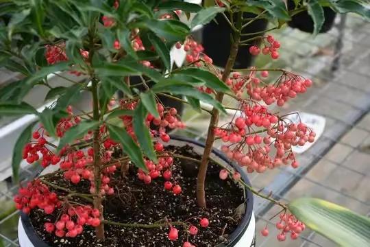 山上1种珍贵植物，人称“黄金万两”，种盆栽是一绝，遇见就是福