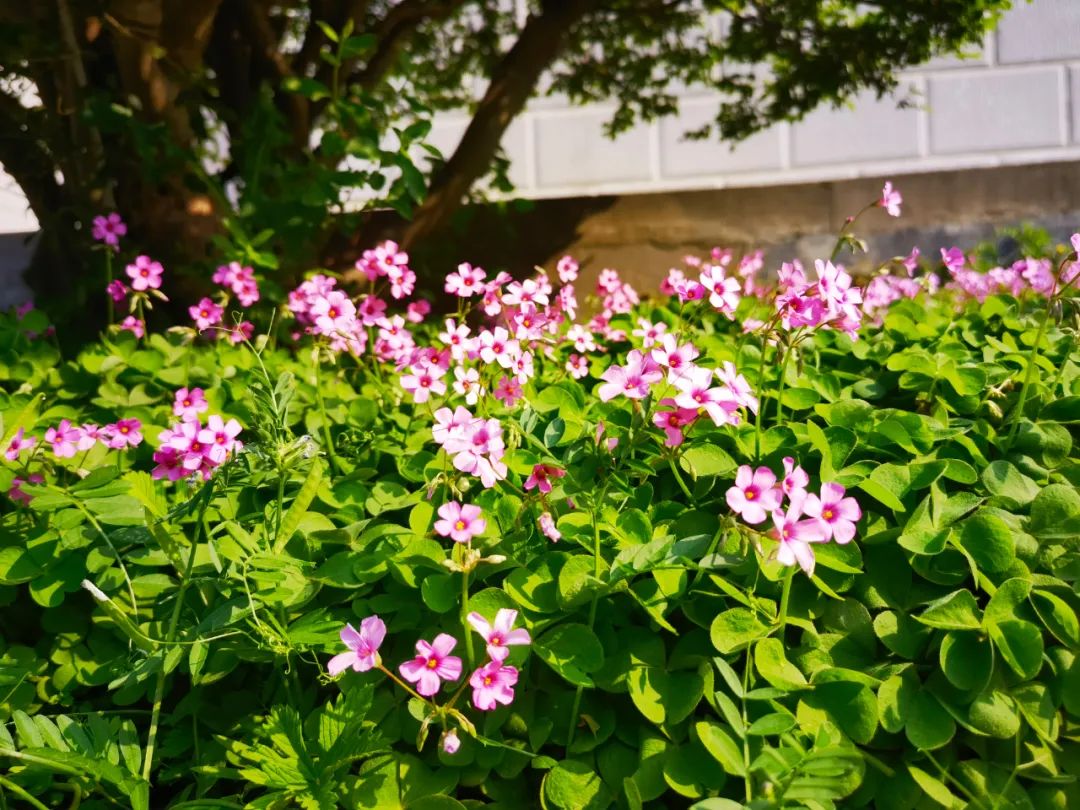 271教育|芳菲万里等你相遇——第一山无限*光春**好