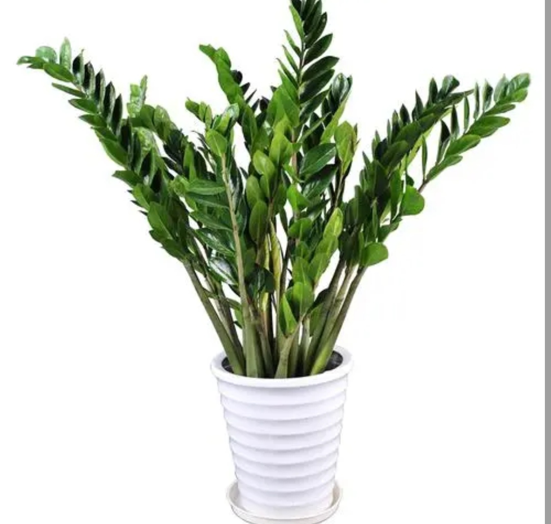 客厅养哪种发财树好,客厅养什么吉祥树最好