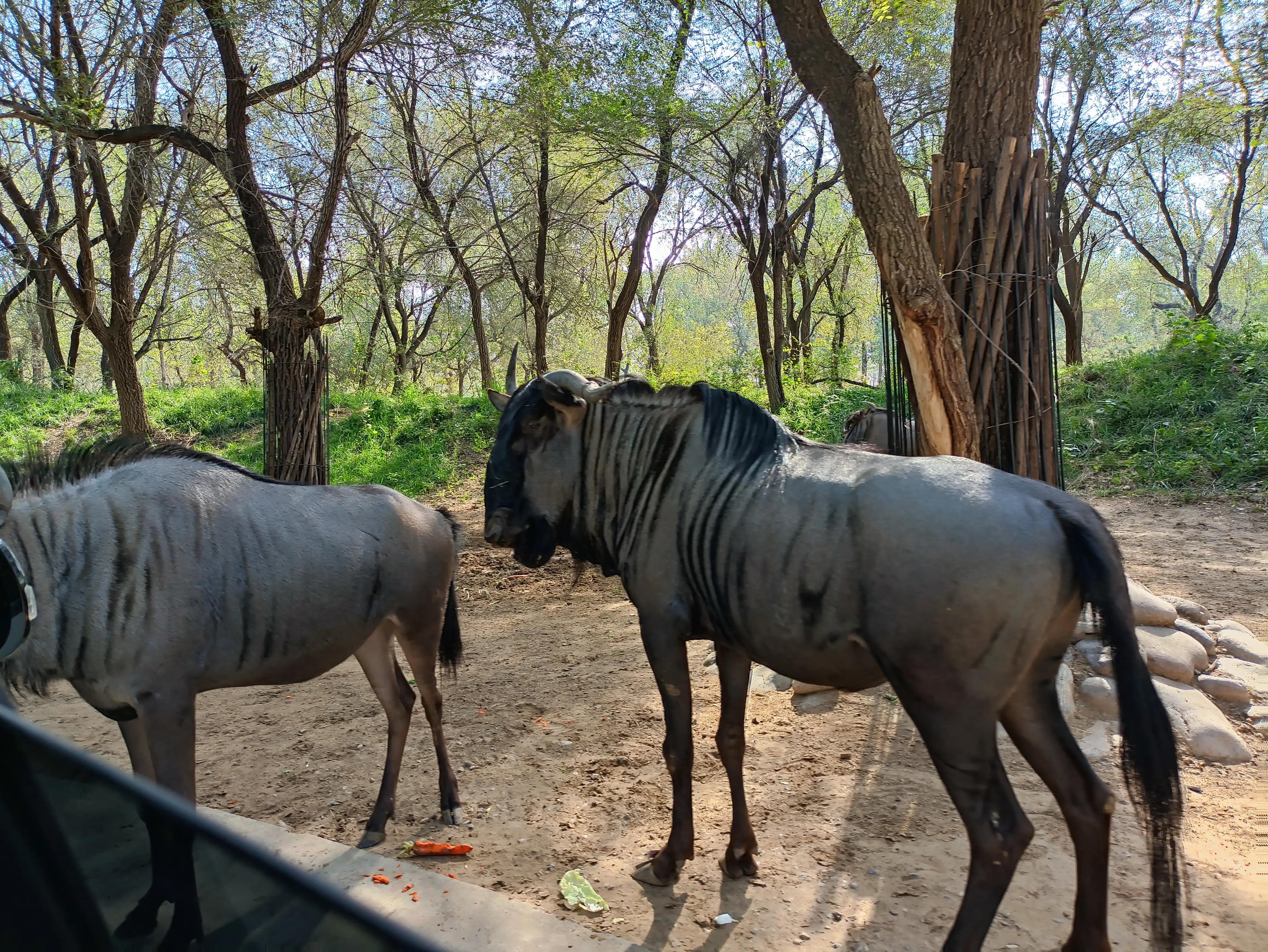 北京动物园和北京野生动物园区别,北京野生动物园狗妈妈和老虎狮子