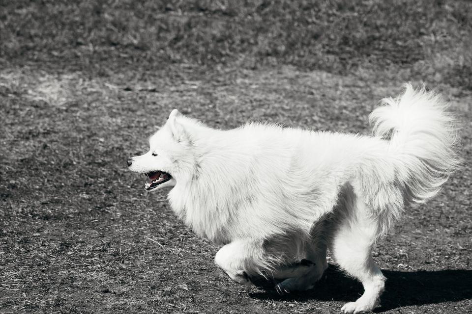 想买萨摩耶怕串串？记住这5点，轻松鉴别