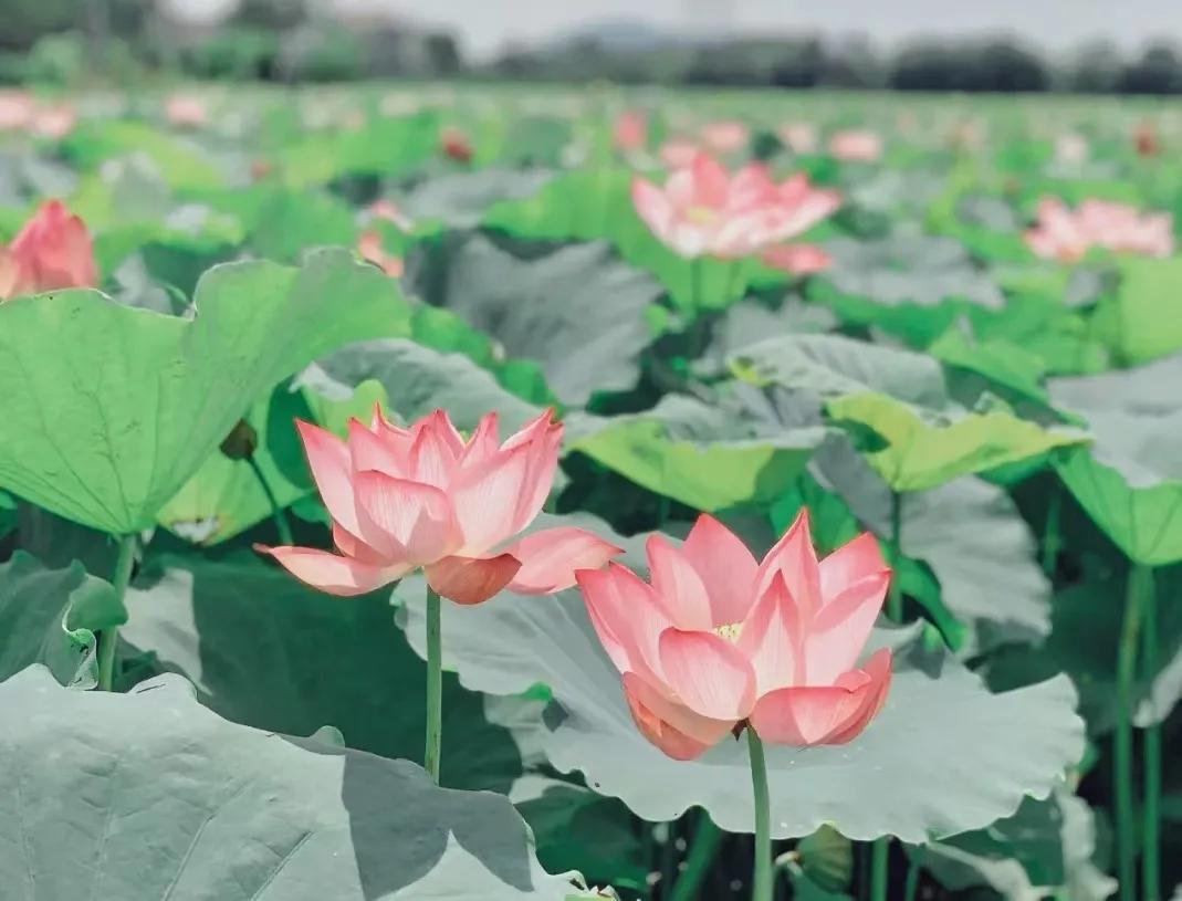 清远漂流一日游,清远清泉湾水上乐园跟团游