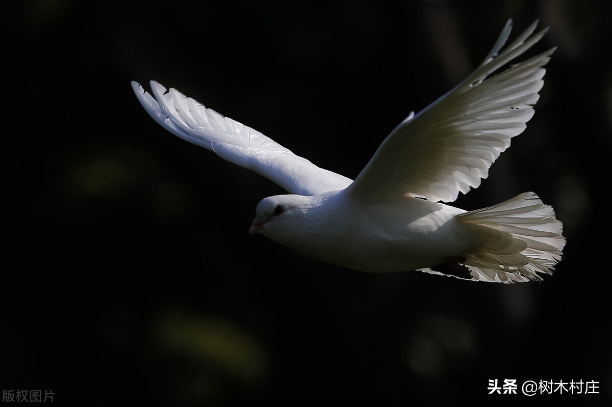 童年趣事抓蝉作文,房顶捕鸽视频