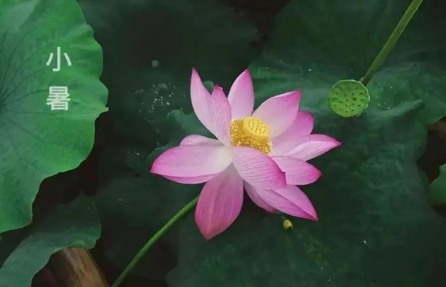 小暑节气最美问候图片,小暑节气早安问候图片