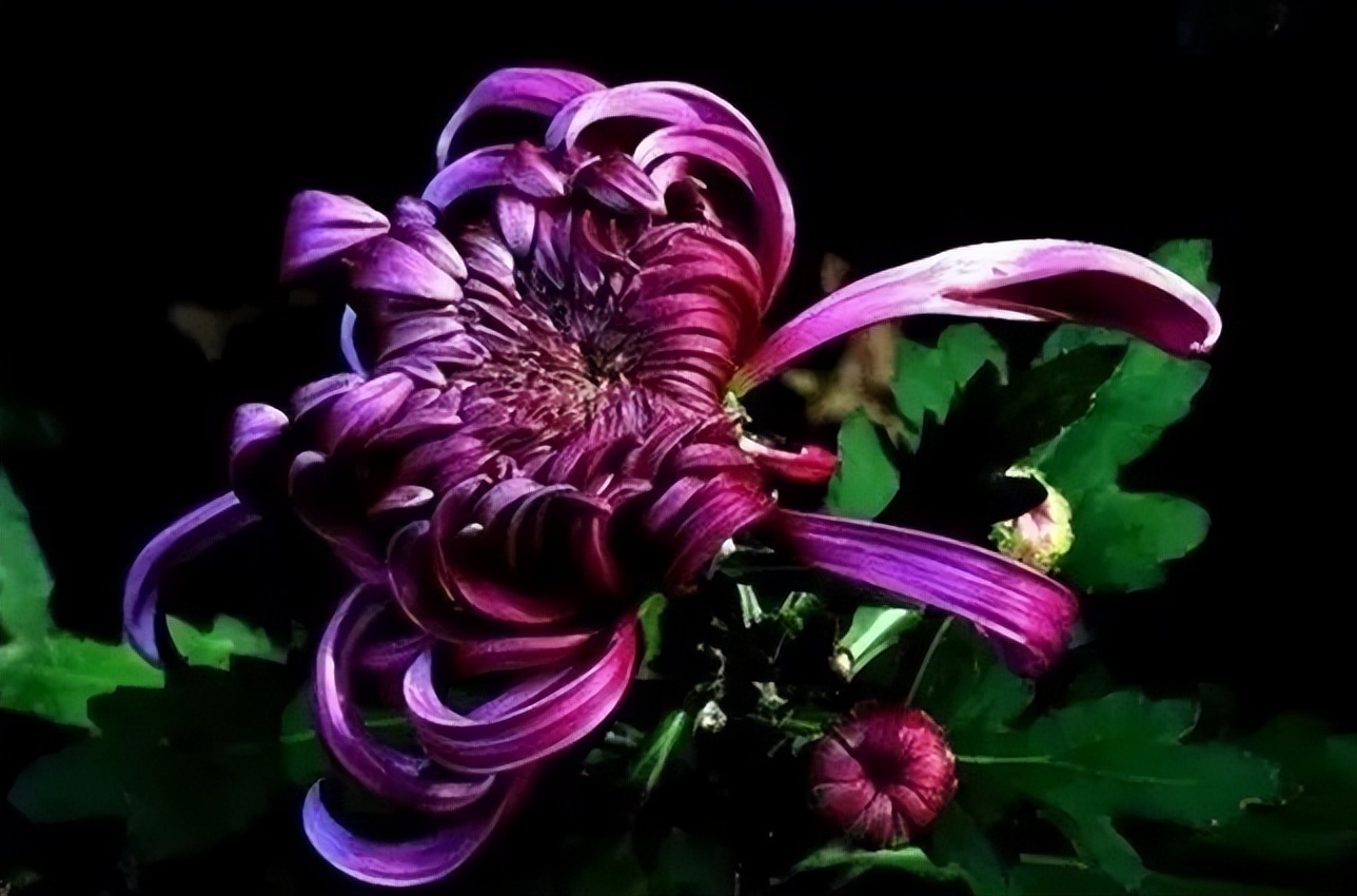 秋花诗词50首,金秋秋菊50种名菊