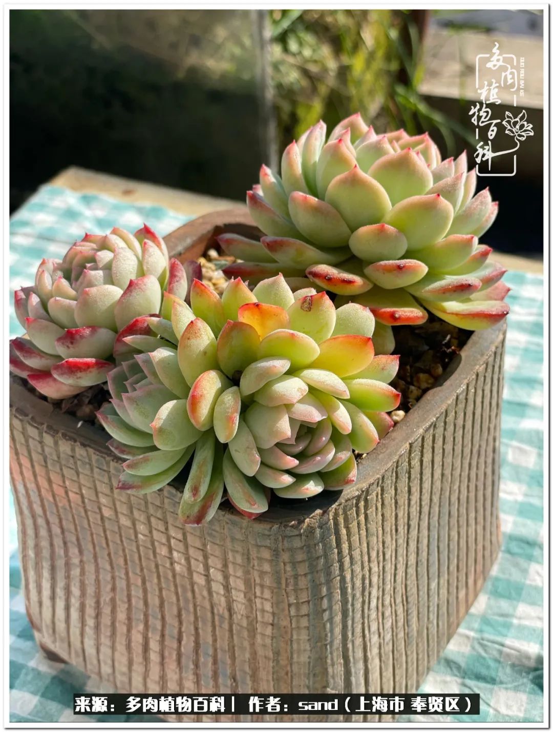 养点花草给生活添点乐趣,养点花花草草心情自然会好