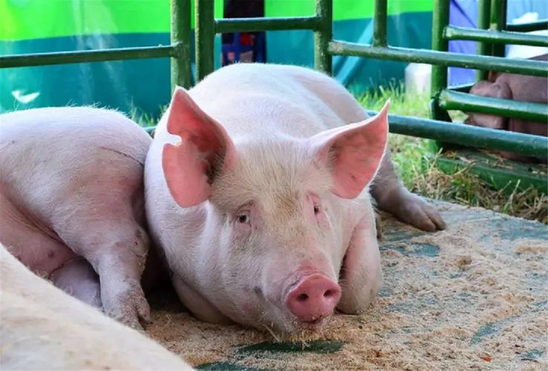 臭猪肉不会滋生细菌么？烟熏几十年还能吃，割掉霉层后直接食用