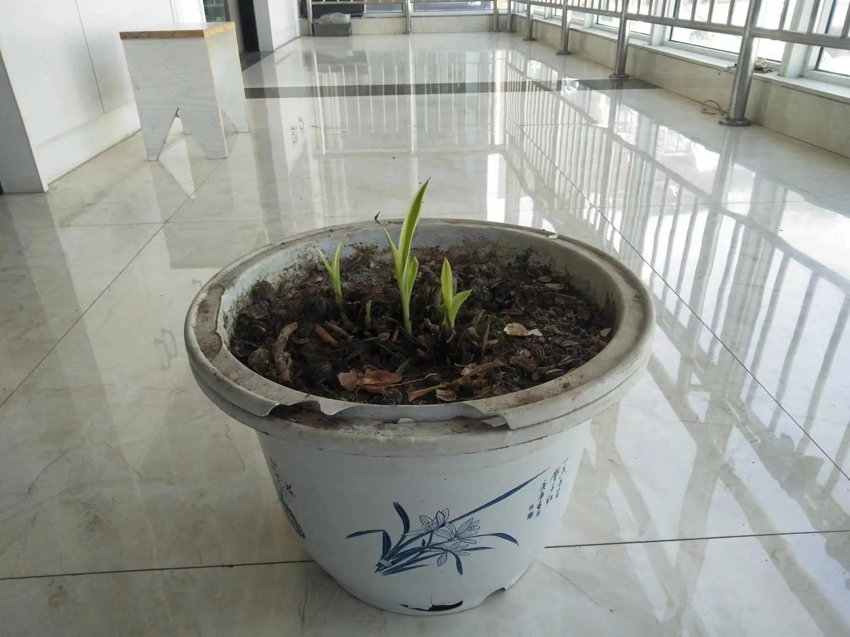 生命的意义,生命线