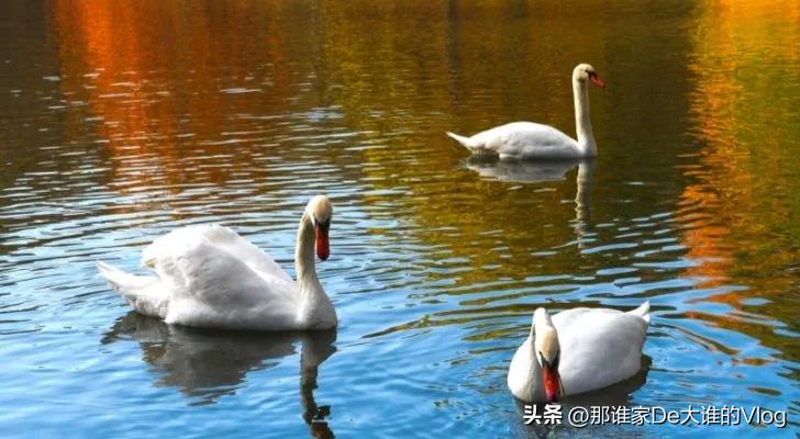 你知道英国女王拥有怎样的地位吗,英国女王你不知道的十个特殊权利