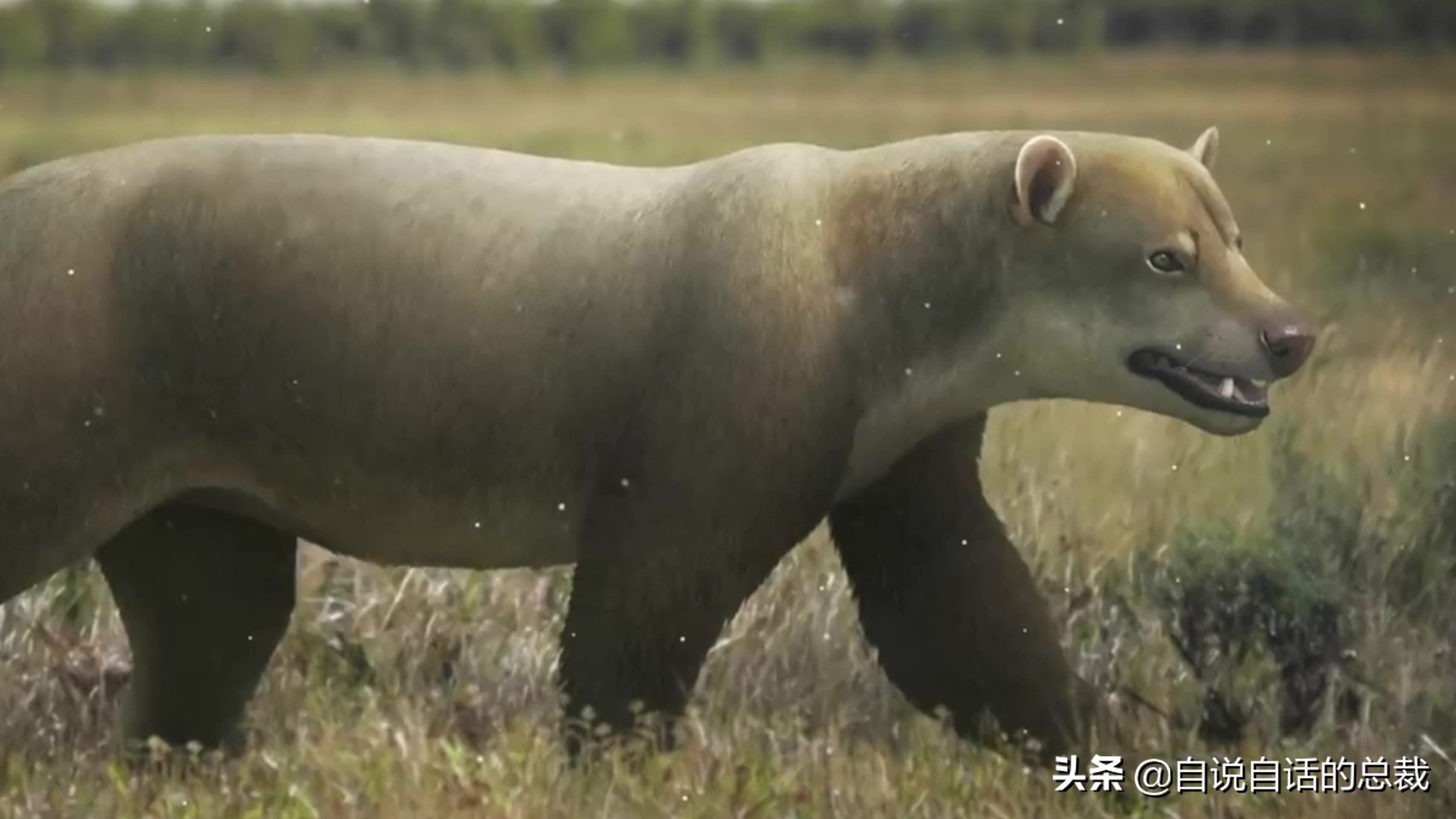 液体猫是真的吗,为什么都说猫咪是液体猫