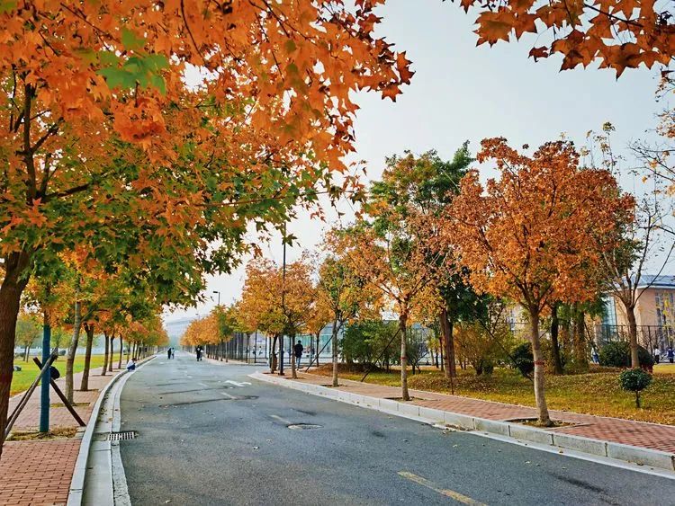 层林尽染的视频号,濮阳医专学历怎么样