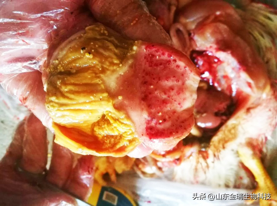 鸡光吃不长肉是什么原因,鸡不长肉怎么办