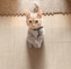 养猫之后的生活会有4点改变,养猫之后这6件事你一件也逃不掉