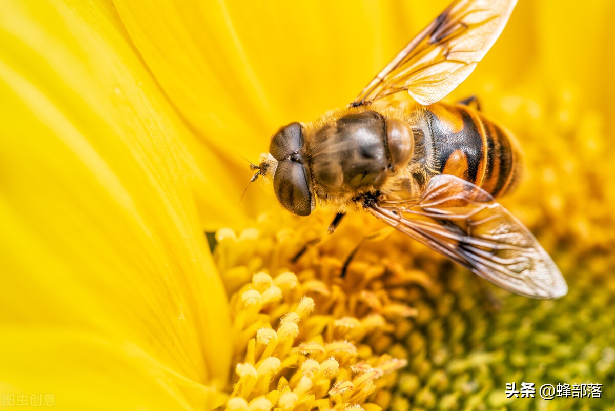 广州白蚁为什么那么多如何灭白蚁,中国的白蚁是从哪里来