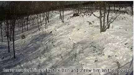 虎羊恋最后的结局,虎羊恋结局