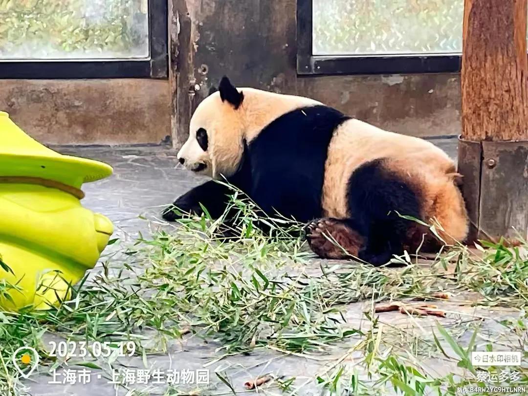 上海野生动物园和上海动物园,上海野生动物园过年营业时间