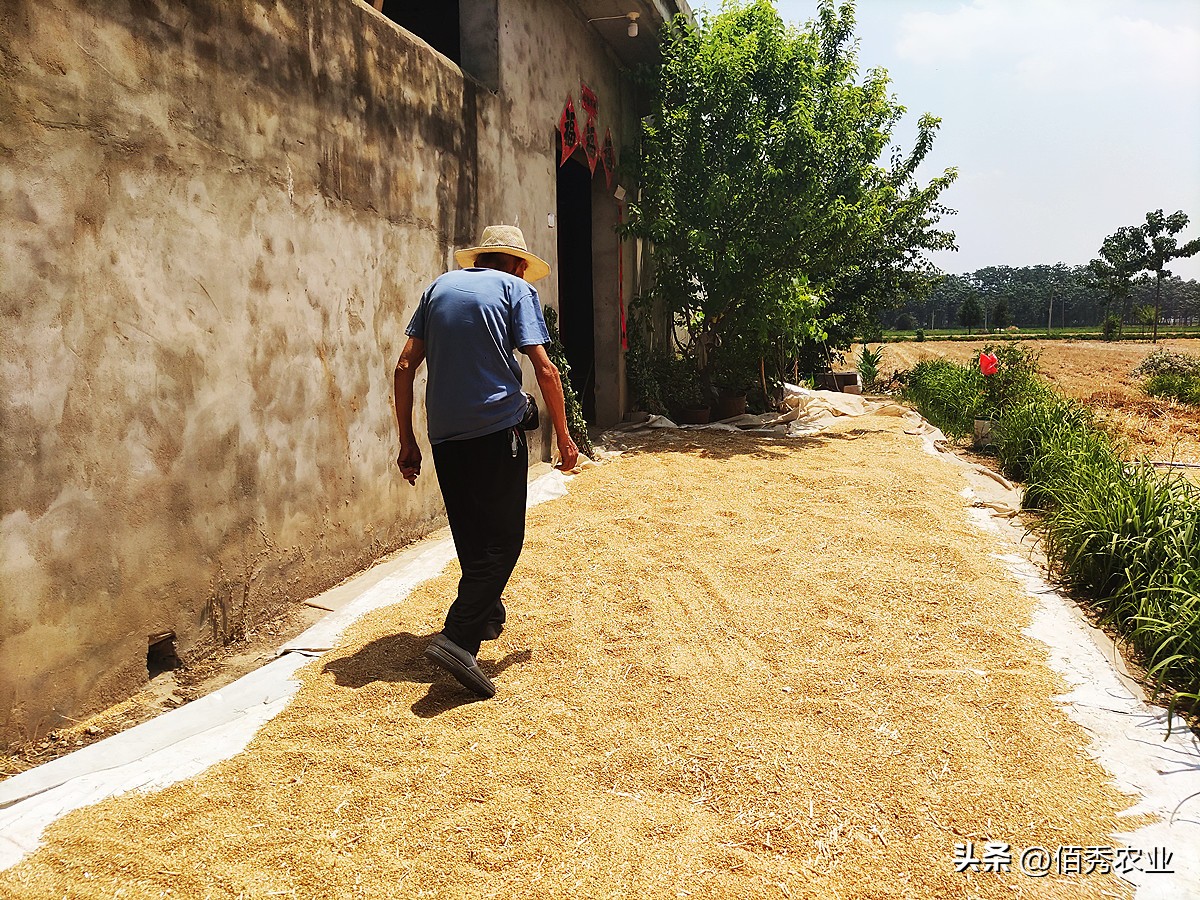 现在什么药代替磷化铝,磷化铝能不能被替代