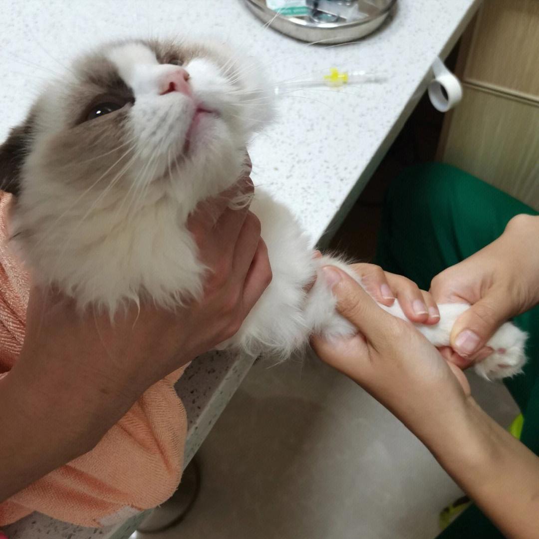 布偶猫口臭怎么办,布偶猫口臭推荐药膏有哪些