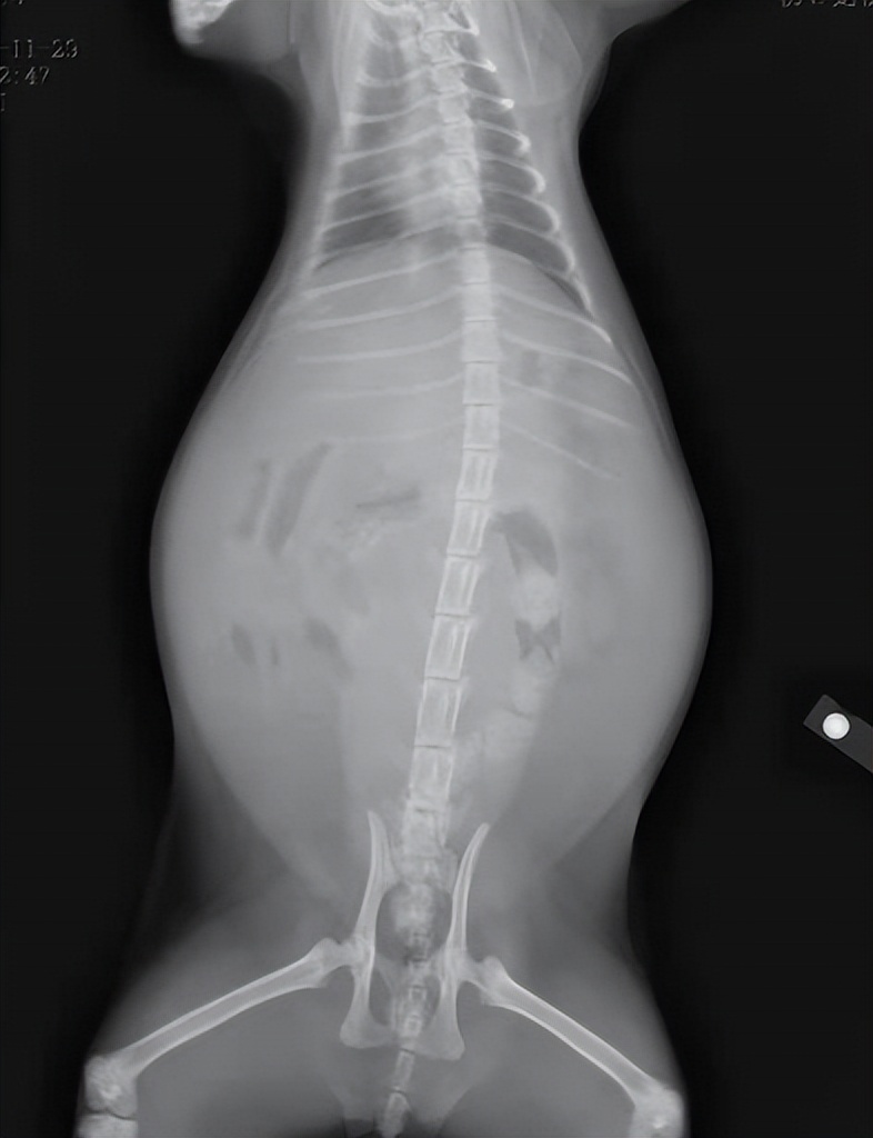 爱它，请不要放弃它！猫传腹不等于判死刑