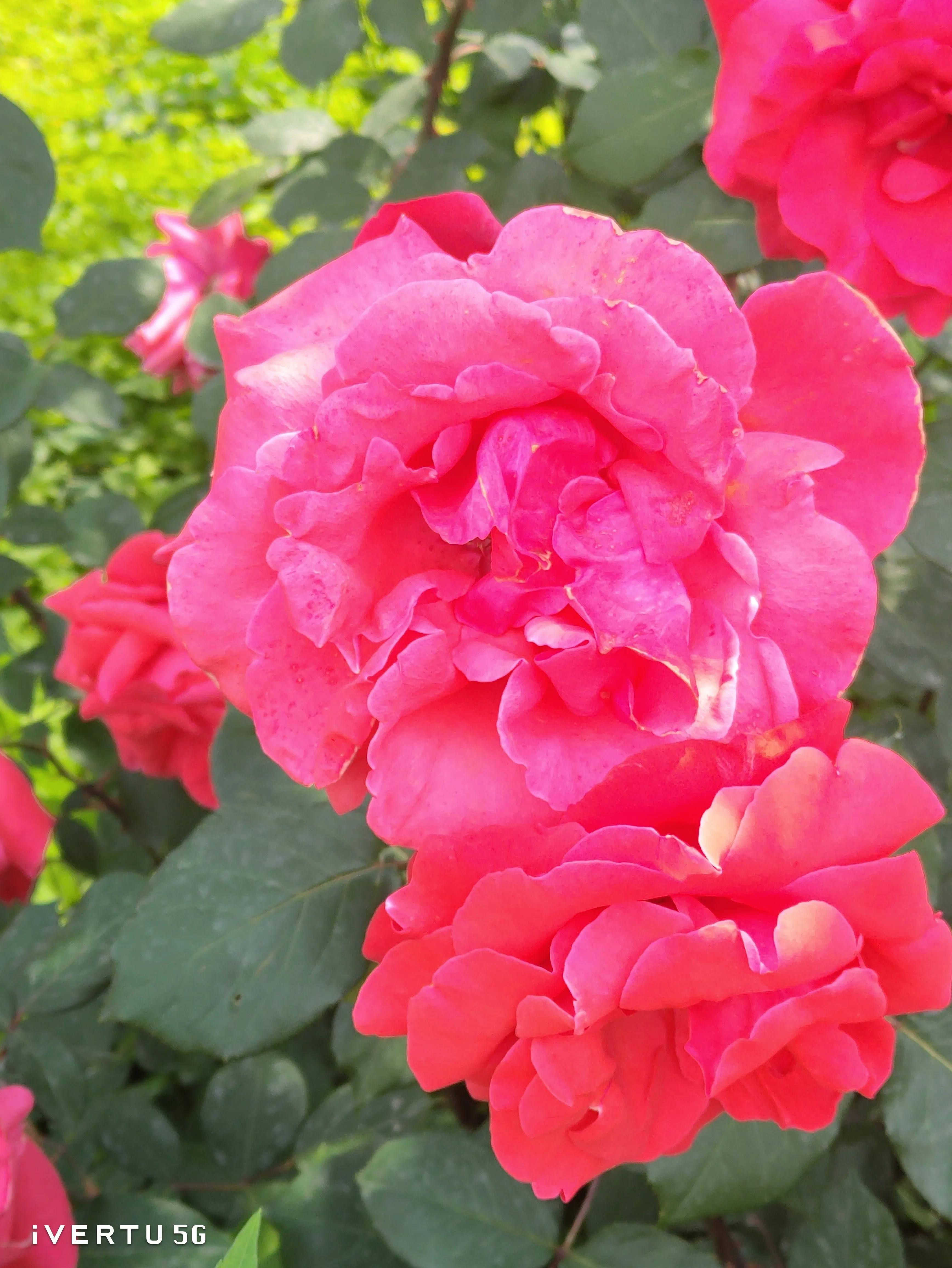 北京盆栽月季可以户外过冬吗,北京植物园市花月季