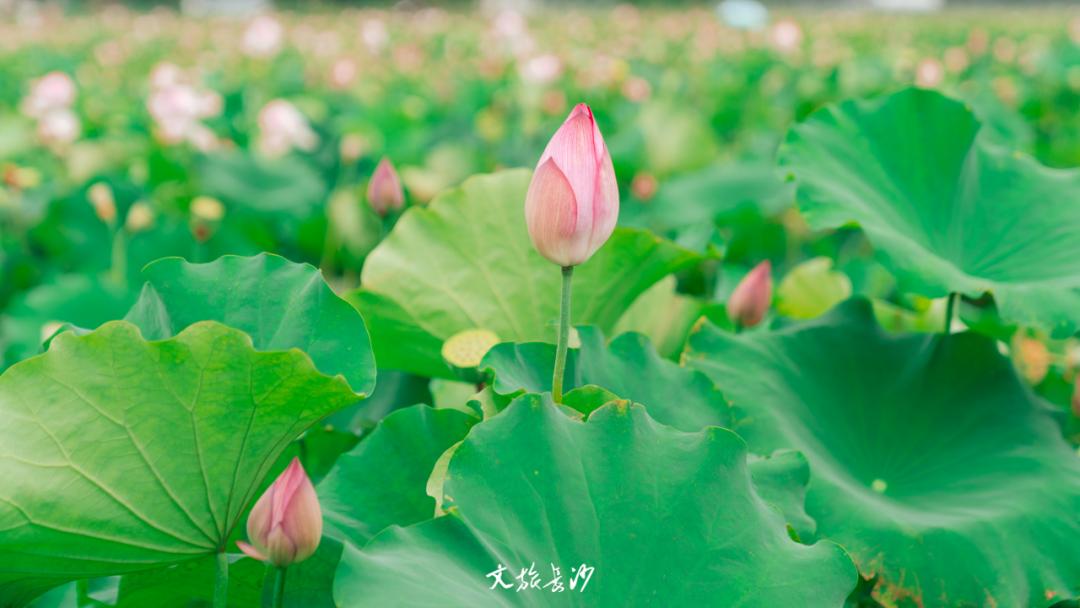 长沙赏秋去哪里,长沙第一波赏荷地图