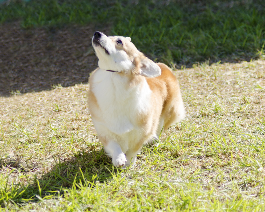 柯基几个月后不会咬主人的脚和手,柯基咬脚后跟矫正方法