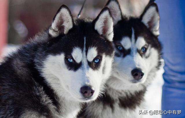 哈士奇拉稀怎么办但是很活泼,哈士奇幼犬拉稀又吐没精神怎么办