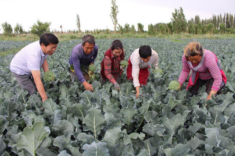日本垄断的西兰花,日本垄断中国市场百分之多少
