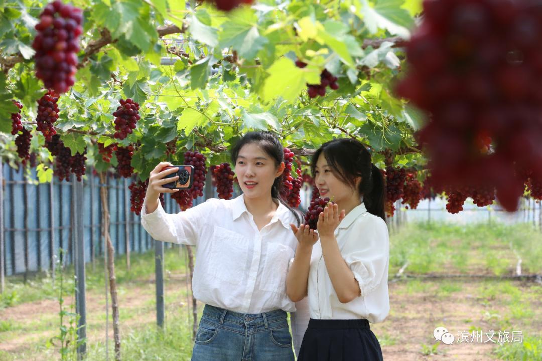 滨州阳光玫瑰葡萄,滨州葡萄采摘好去处