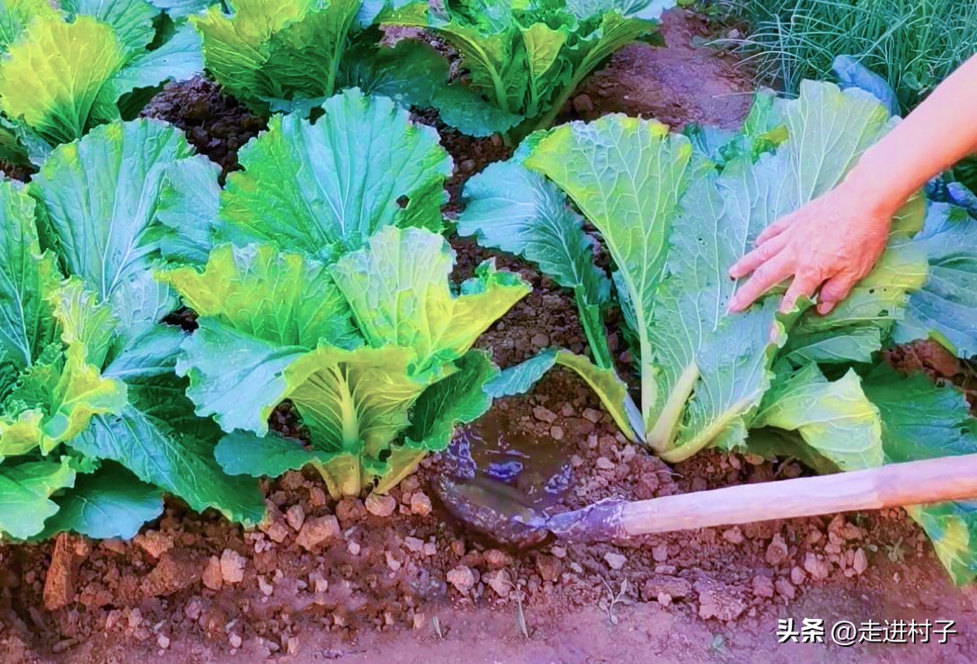 生根粉多久能用水泡出根呢,生根粉生根水生根药