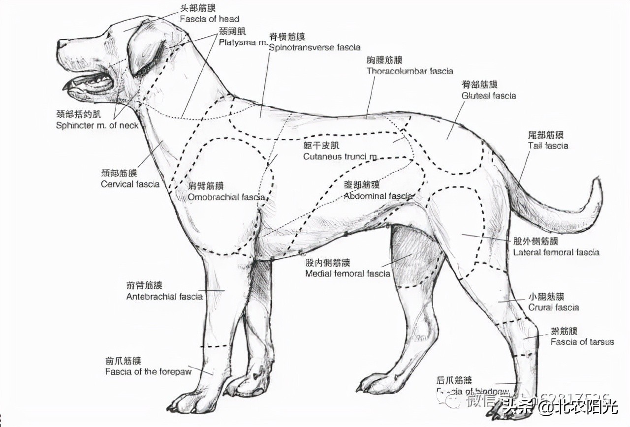 犬解剖图手绘,犬解剖生理3d图