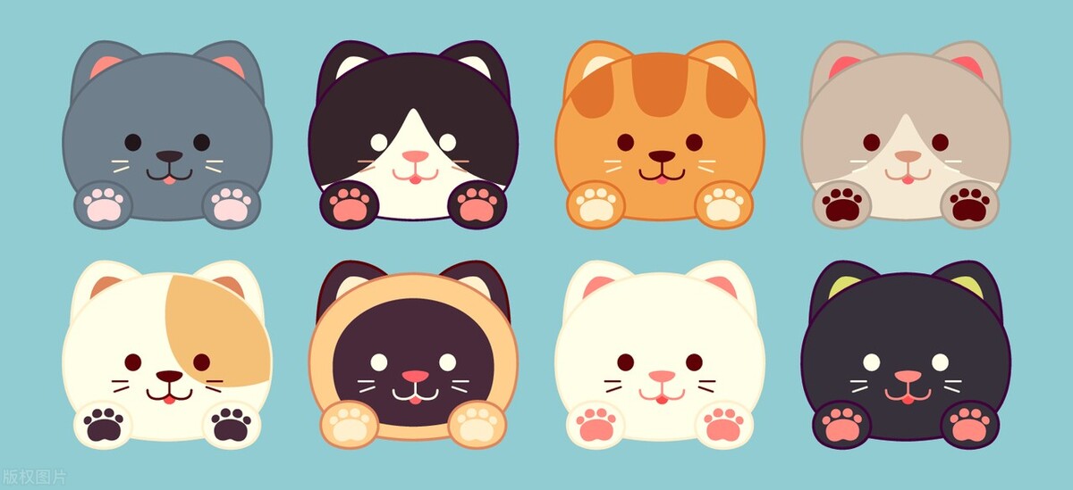 宠物猫狗基础知识一般在哪了解,宠物猫狗哪个容易养胖些