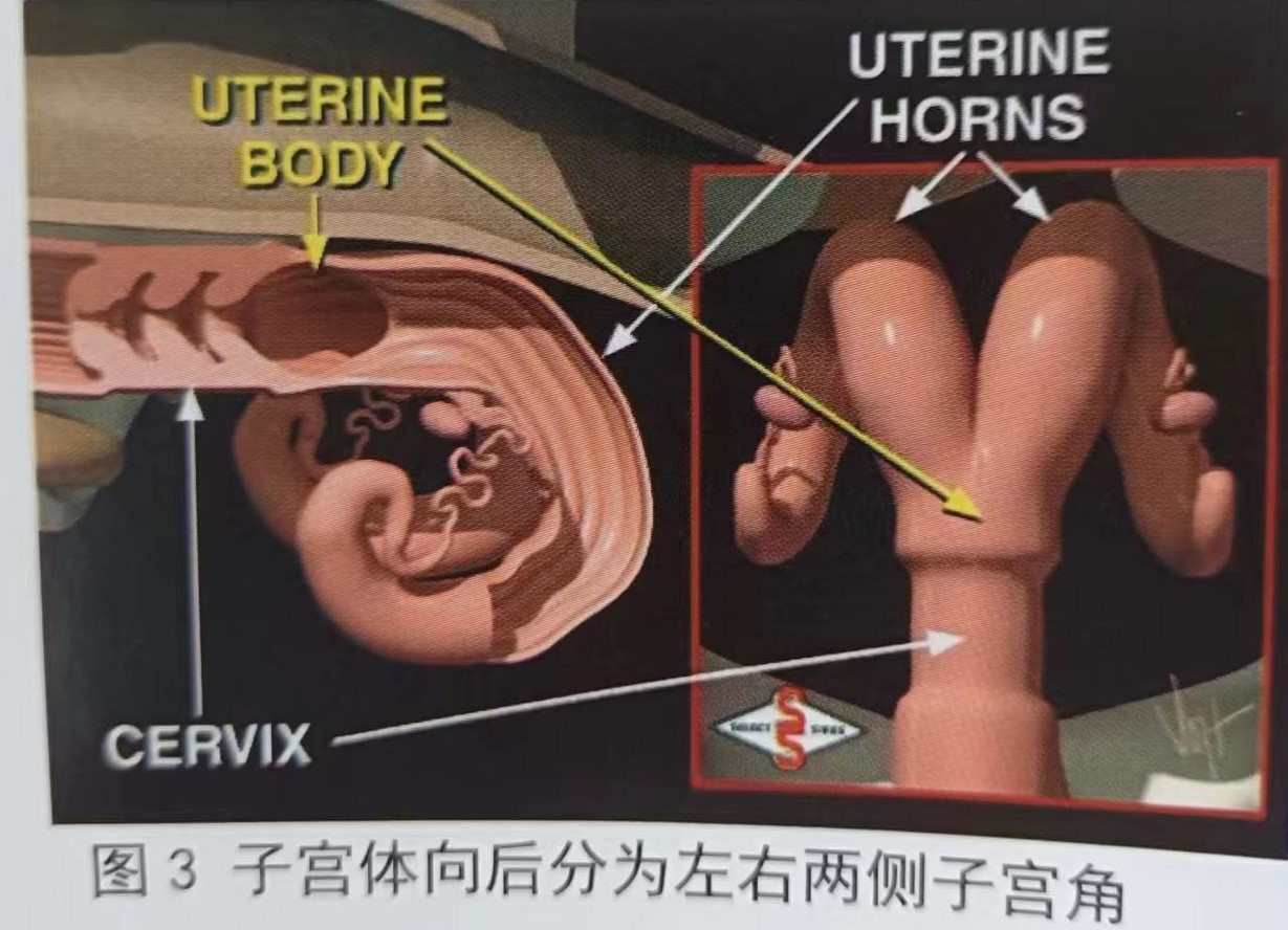 母牛生殖解剖过程,母牛生殖解剖学