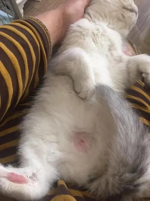 猫癣不用去医院涂什么好,猫癣会传染人怎么避免