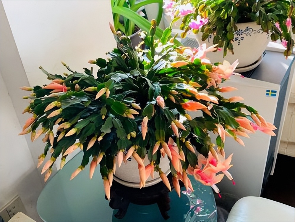 这10种花冬天最怕水越浇越死,5种花浇不死浇水越多长得越旺