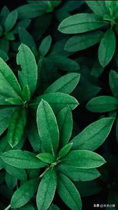 最美的手机壁纸大全,养眼养心的壁纸