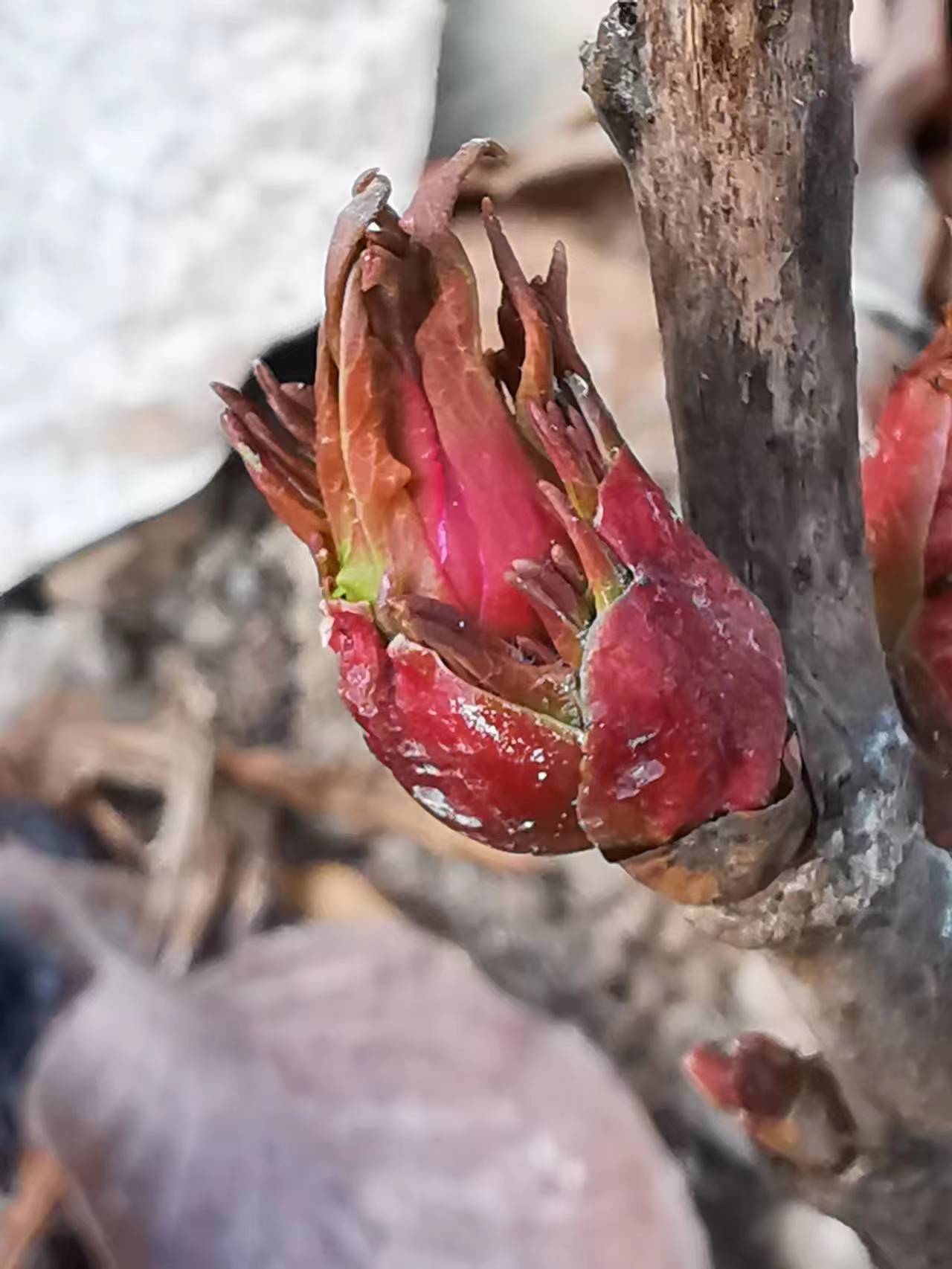 欣赏牡丹花开视频,牡丹各品种的花芽