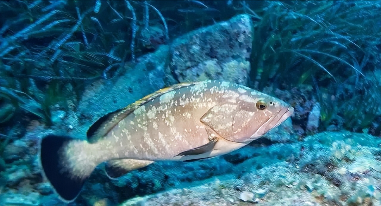 两种环境富集方法对石斑鱼幼鱼认知能力和生长性能的影响