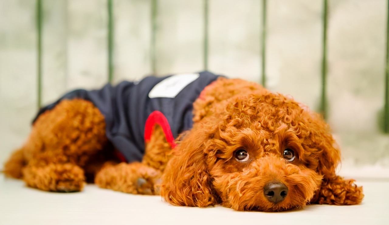 泰迪得了狂犬病的现象有哪些表现,泰迪幼犬会有狂犬病吗