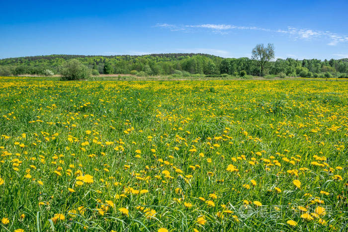 我与蒲公英的约定作文800字,我与蒲公英的故事